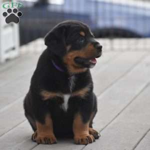 Azalea, Bernese Mountain Dog Mix Puppy